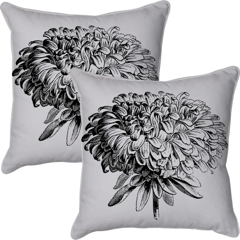 Chrysanthemum 2  Grey