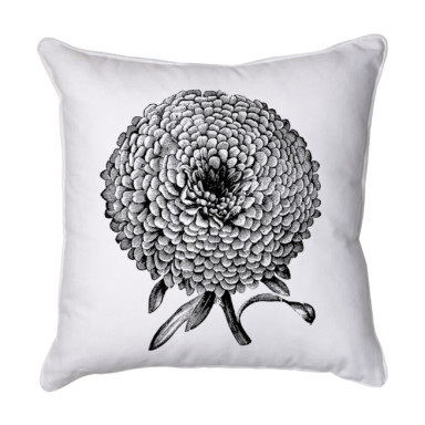 Chrysanthemum 1 Black