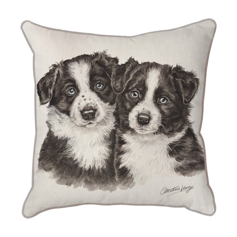 Border Collies